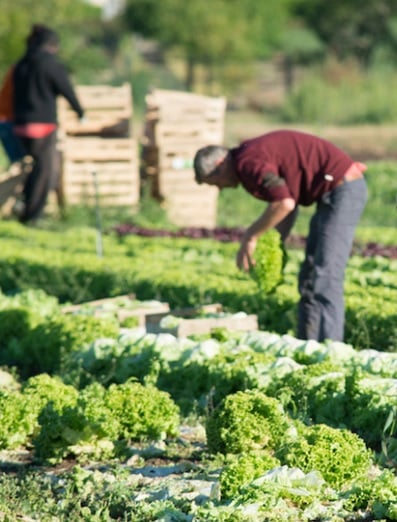 Alimentation biologique
